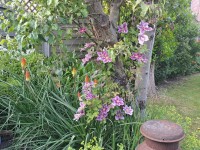 Images for School Lane, Husbands Bosworth